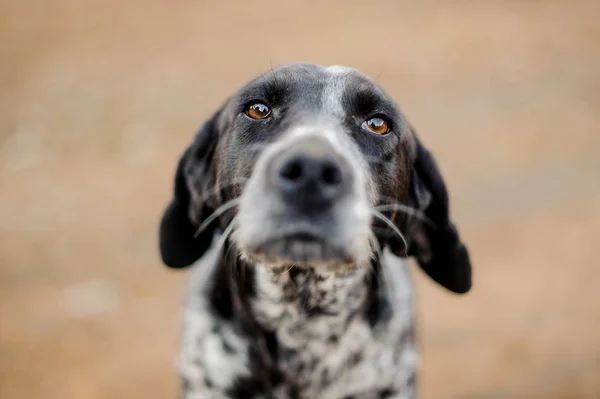 Blanco y negro perro sin hogar mirando a la cámara — Foto de Stock