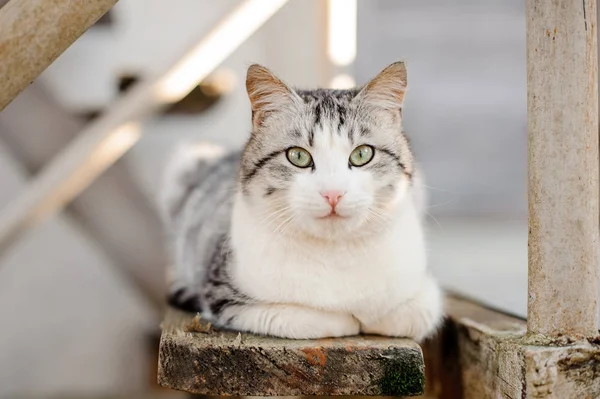 Cute gray and white cat with the light green eyes lying on the wooden board — Stock Photo, Image
