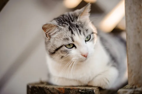 Ładny szary i biały kot z światło zielone oczy, leżące na desce i szukasz drogi — Zdjęcie stockowe