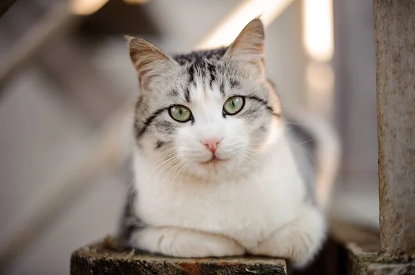 Cute gray and white cat with the light green eyes lying on the wooden board and looking at camera — Stock Photo, Image