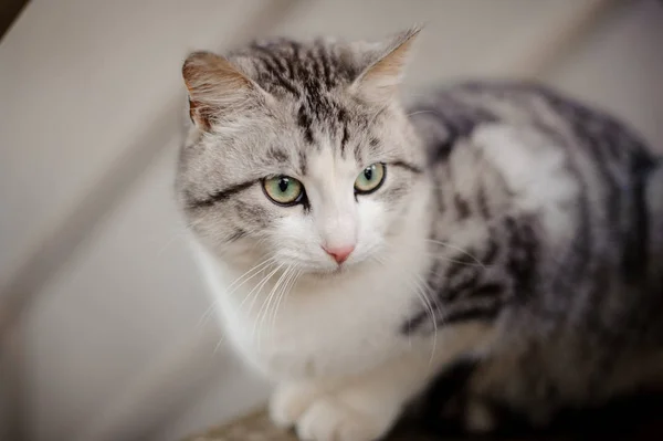 Cute gray and white cat with the light green eyes sitting on the wooden board and looking away — Stock Photo, Image