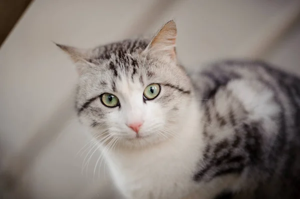 Cute gray and white cat with the light green eyes sitting on the wooden board and looking at camera — Stock Photo, Image