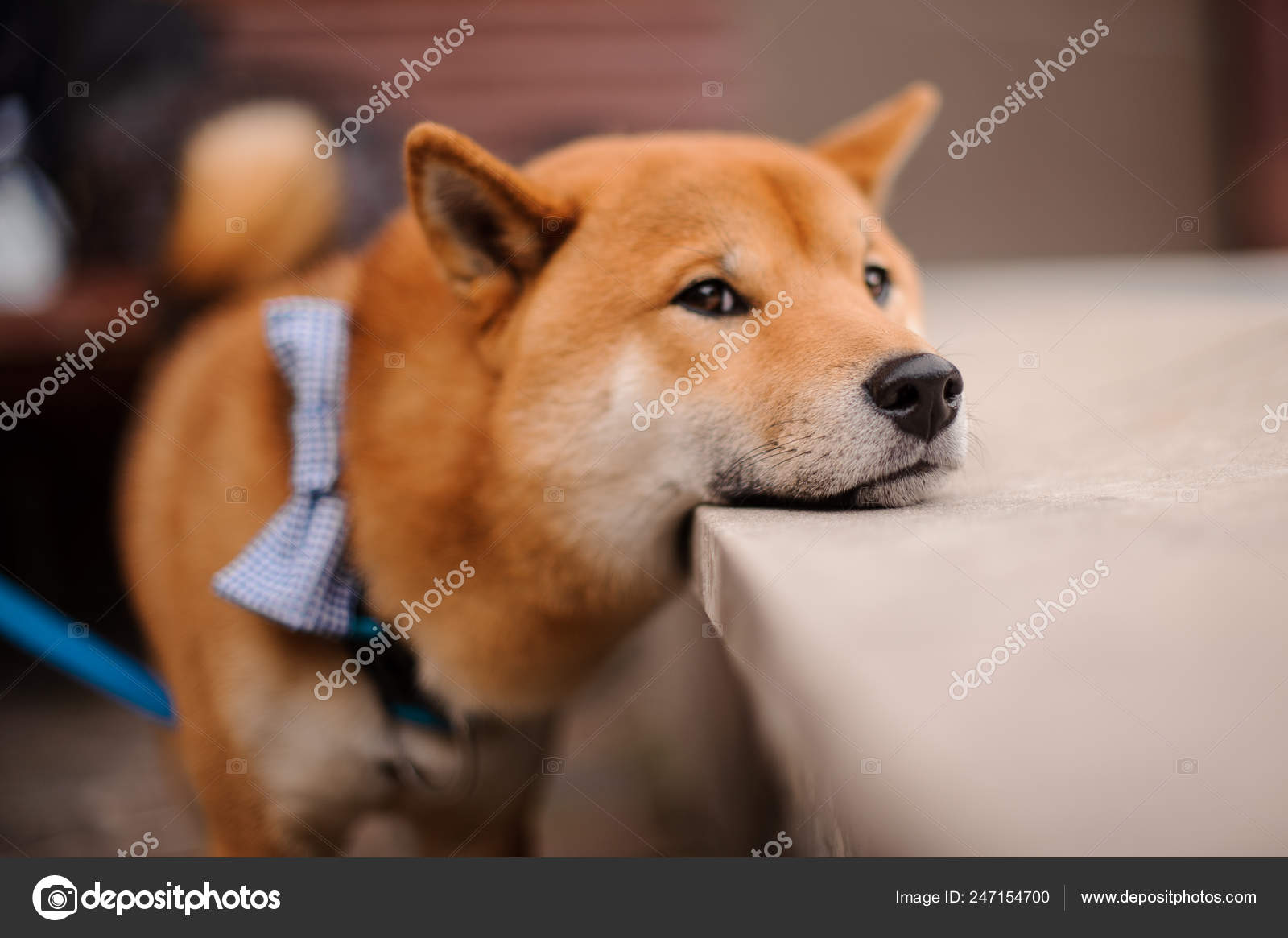 Cute Shiba Inu In The Blue Butterfly On The Leash Standing Putting Chin On Stone Stock Photo Image By C Fesenko Cute Shiba Inu In The Blue Butterfly On The Leash Standing Putting Chin On Stone Stock Photo Image By C Fesenko