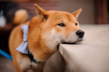 Shiba Inu taşa bir kafa koyarak kira kontratı ayakta üzerinde mavi kelebek