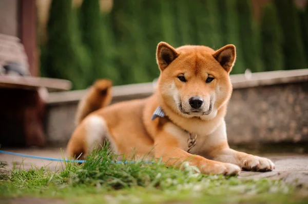 Bonito Shiba Inu na borboleta azul na trela olhando para a câmera — Fotografia de Stock