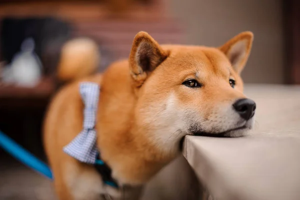 Shiba Inu nella farfalla blu al guinzaglio in piedi mettendo il mento sulla pietra — Foto Stock