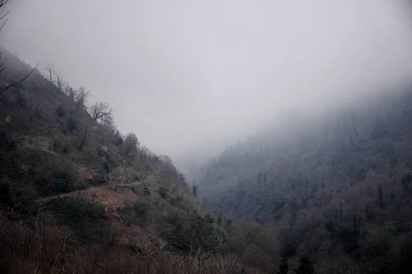 Landskap av kullarna med träd i dimma — Stockfoto