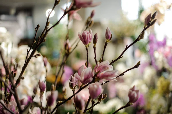 Великолепные цветы магнолии на ветке дерева — стоковое фото