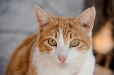 Hayvan barınağı dışında oturan bir kedi yakın çekim