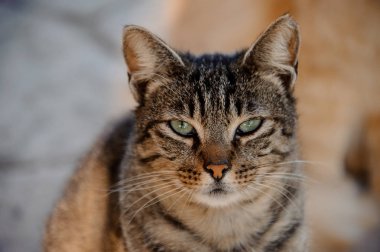 Yarım kapalı gözleri açık havada evsiz uykulu kedi