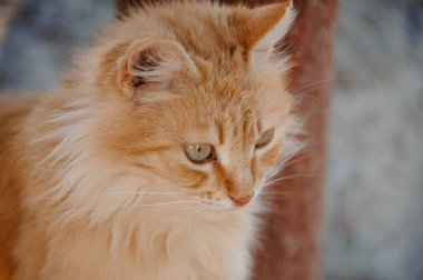 Meraklı, kabarık zencefil yavru portre