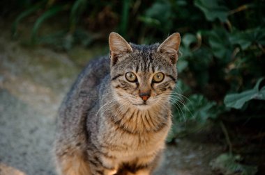 Yalvarıyor yeşil gözleri ile evsiz kedi