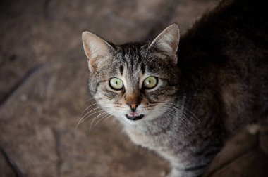 Zorlu gözler ile Tricolor kedi portresi