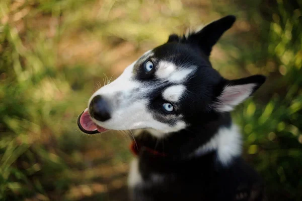 Happy husky in the nature looking back — Stok Foto