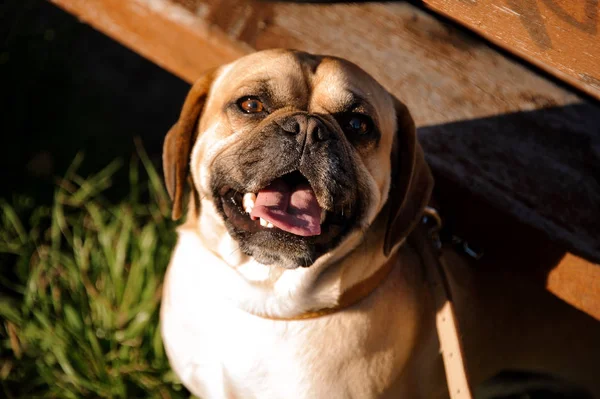 Portret uśmiechniętego Pug stojącego pod tarasem — Zdjęcie stockowe