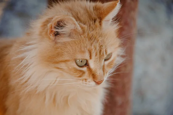 Porträtt av en nyfiken, fluffig ingefära katt unge — Stockfoto