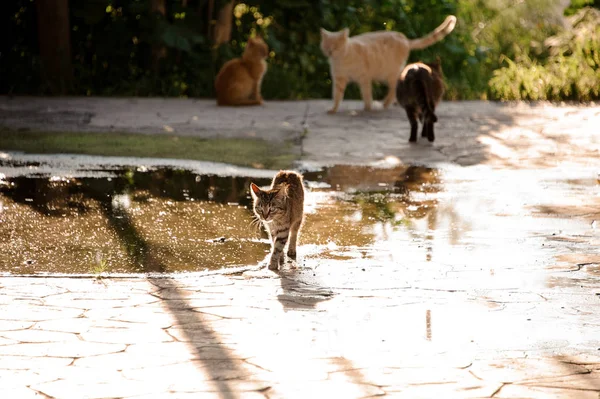 Three homeless cats walking around outdoors, fourth sitting — Stock Photo, Image