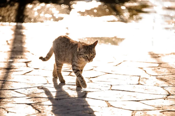 Güneşli bir gün açık havada yürüyüş evsiz kedi — Stok fotoğraf