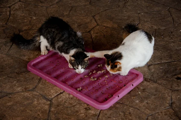 Two homeless cats fighting for food in shelter