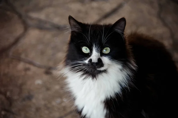 Cat with black and white fur in animal shelter — Stock Photo, Image