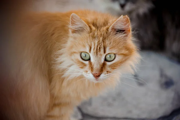Close-up of the curious and fluffy ginger cat