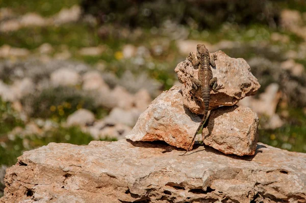 Konec ještěrky na skalách — Stock fotografie