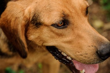 Yakın yukarı yüz mutlu kahverengi zencefil ve siyah köpek yan bakıyor