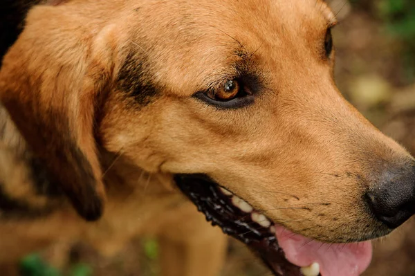 Gros plan visage gingembre brun heureux et chien noir regardant le côté — Photo