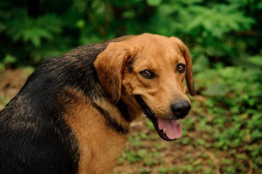 Kahverengi Ginger ve siyah köpek kamera bakarak başını geri döndü