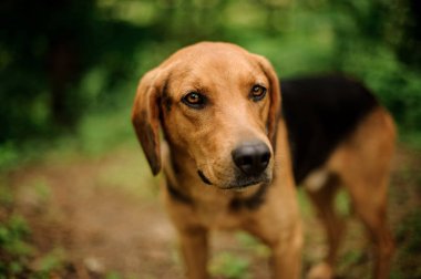 Ormanda sevimli kahverengi zencefil ve siyah köpek ayakta