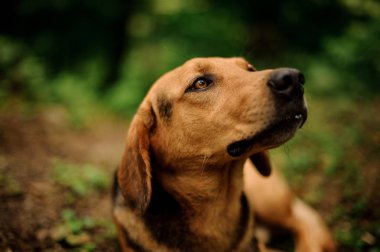 Yan ve yukarı bakarak kahverengi zencefil ve siyah köpek yakın