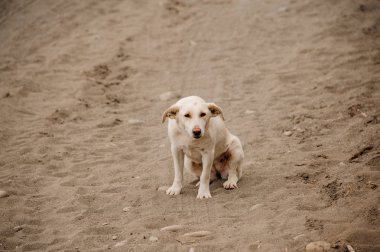 Kir yolda oturan sevimli beyaz renk köpek