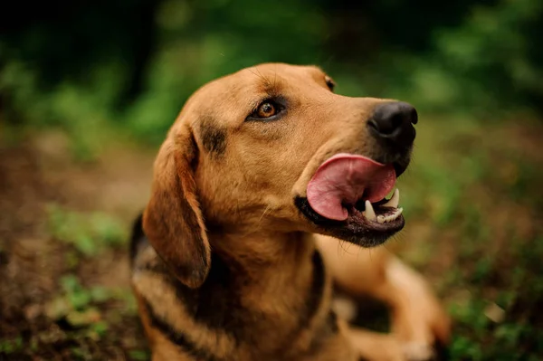 Cerca de jengibre marrón y perro negro mirando el lado lamiendo su cara —  Fotos de Stock