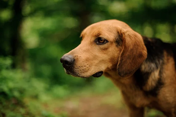 Cerca de jengibre marrón concentrado y perro negro mirando al lado —  Fotos de Stock