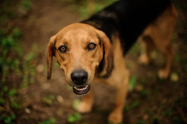 Gingembre brun et chien noir regardant la caméra — Photo