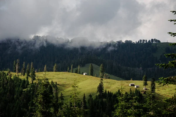Paisagem das montanhas cobertas com floresta no nevoeiro branco em primeiro plano do campo verde — Fotografia de Stock