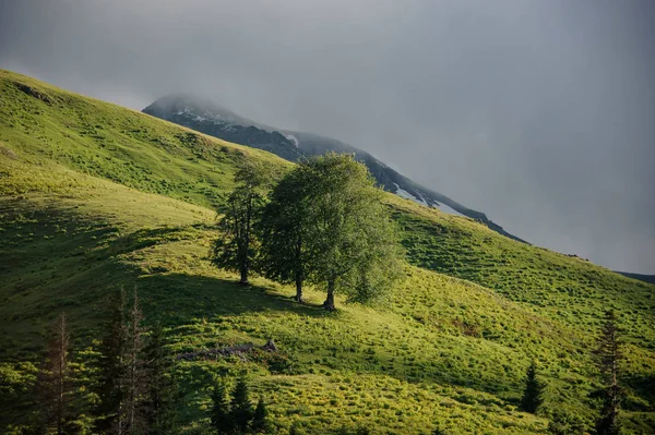 Fundo da colina de grama verde com árvores — Fotografia de Stock