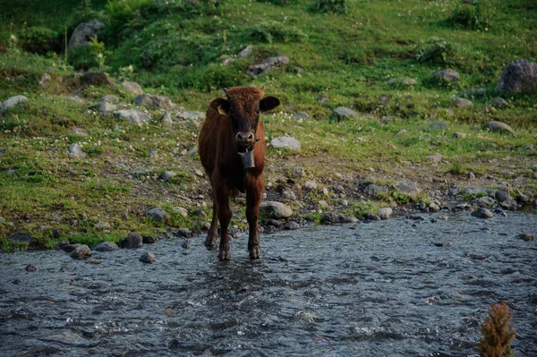 Fiatal barna tehén állt a hegyi folyón — Stock Fotó