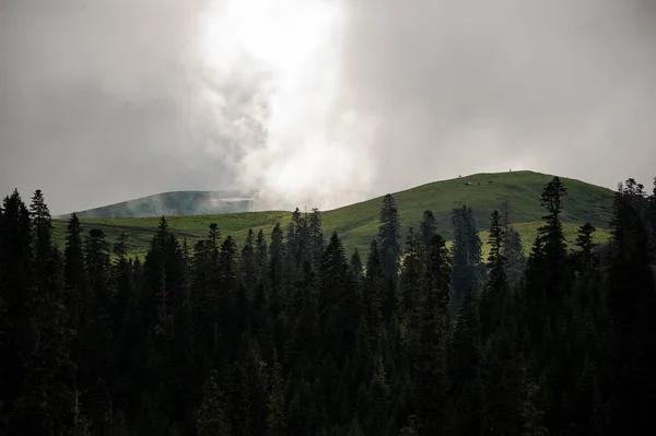 Paysage des montagnes couvert de brouillard blanc au premier plan de la forêt d'arbres à feuilles persistantes — Photo