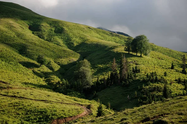 Fundo da colina de grama verde coberto com árvores — Fotografia de Stock