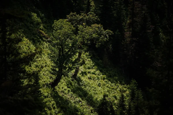 Vista de aves del campo cubierto de hierba verde y pocos árboles siempreverdes — Foto de Stock