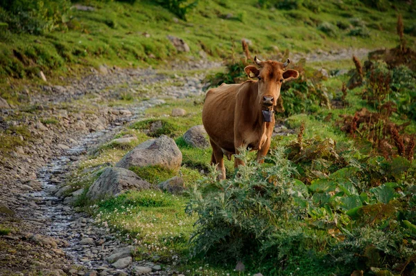 Bruine koe staande in de buurt van de bergweg in het gras — Stockfoto