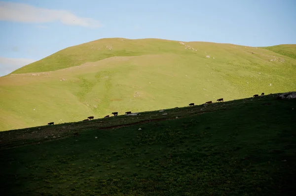 Achtergrond van de groene gras heuvel waarop koeien grazen — Stockfoto