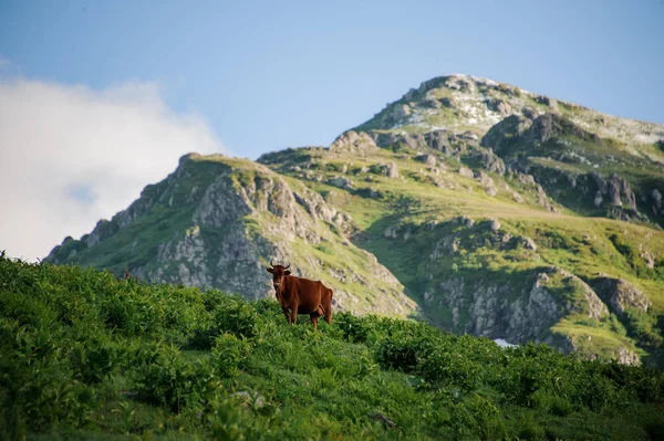 Bruine koe staande op de heuvel bedekt met een groen gras in de backgrpund van de berg — Stockfoto