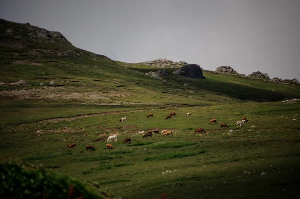 Achtergrond van de Green Grass Hill waar paarden en koeien grazen — Stockfoto