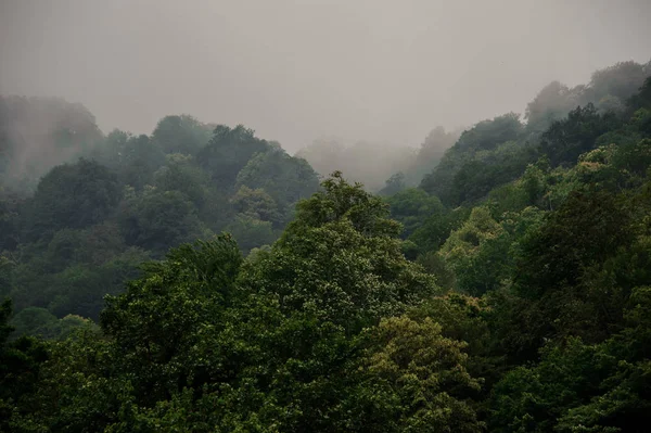 Úchvatná krajina zelených stromů pokrytá mlhou — Stock fotografie