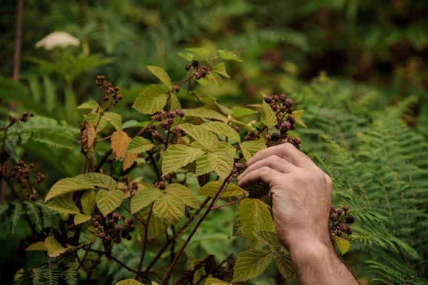 Man het nemen van een Berry uit de Bush van een delicioud BlackBerry in het bos — Stockfoto