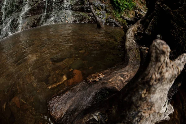 Fish-eye photo in the foot of the waterfall in the forest with the close up on a snag — Stock Photo, Image