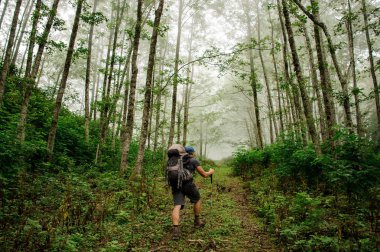 Yeşil ormanda uzun ağaç gövdeleri arasında yürüyen adam uzakta sis ile