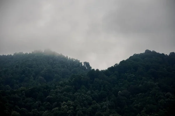 Landskap av bergen täckt med gröna träd skog i dimman — Stockfoto